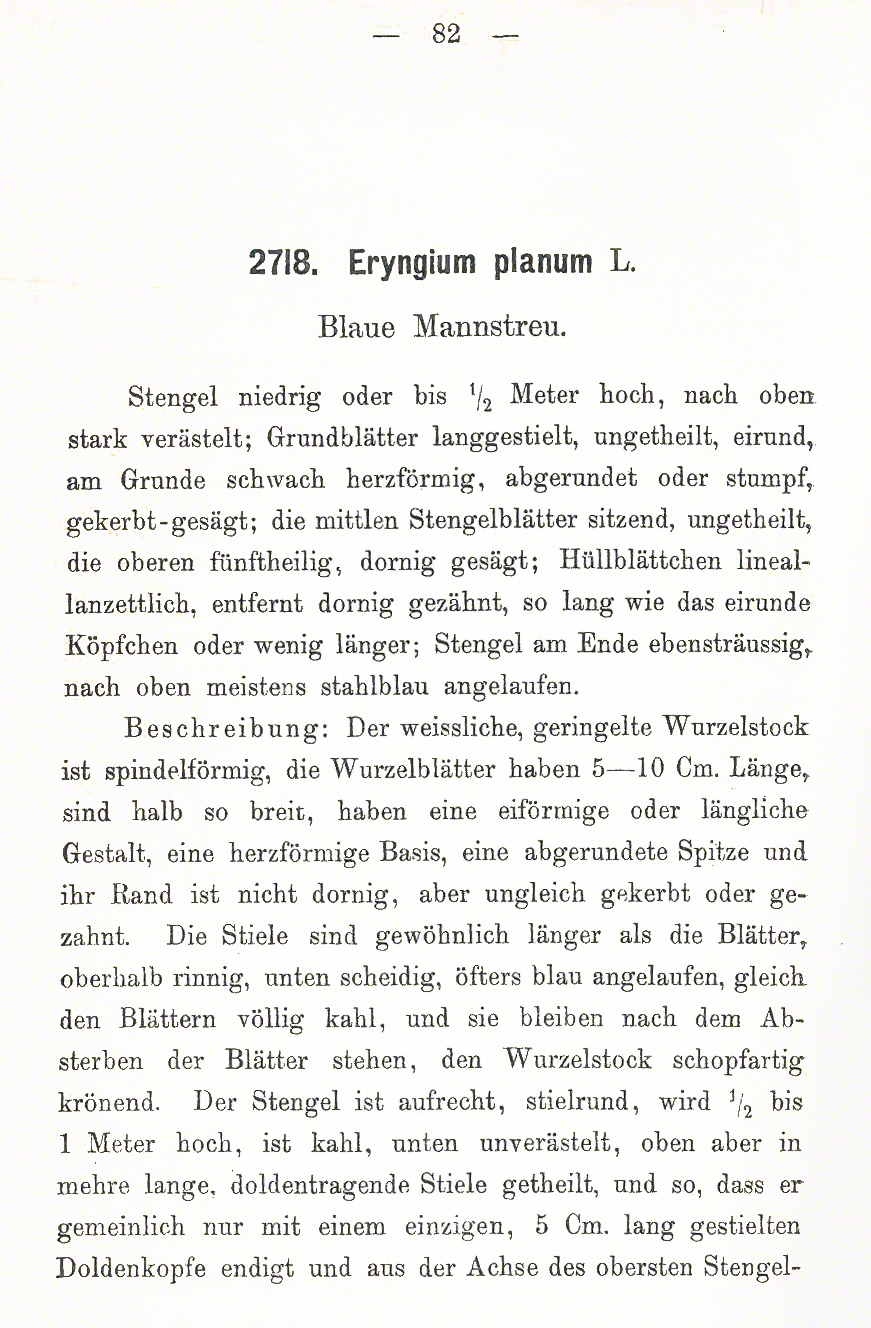 Mannstreu